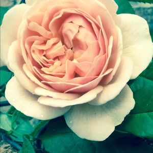 Meet your Posher, Ginger